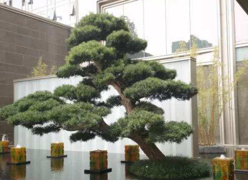 造型黑松基地：黑松如何進行授粉？