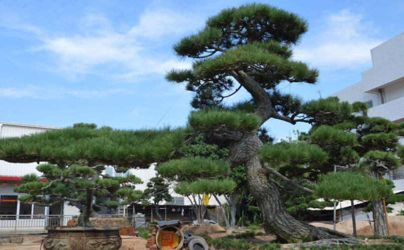 景觀松基地：景觀松如何進行嫁接栽培？