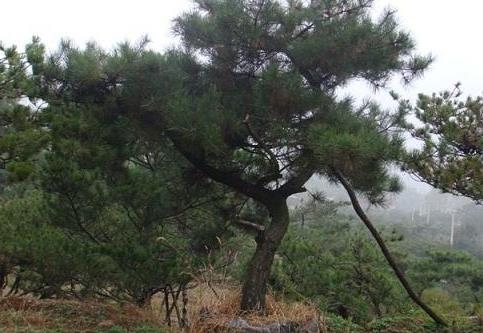 山東造型油松怎樣才能生長的更快？