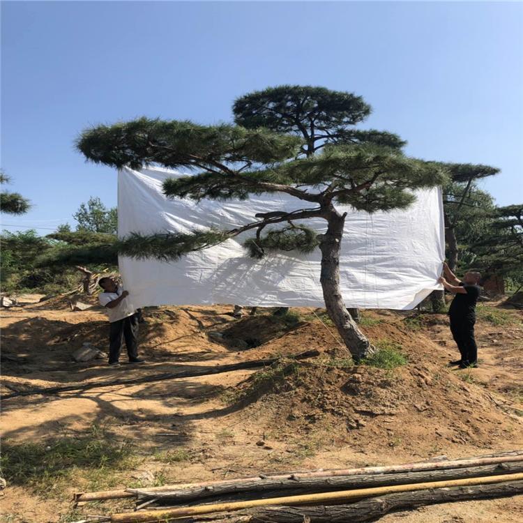 造型松移栽后有哪些方面應該重點關(guān)注
