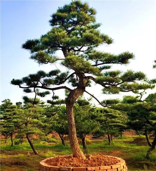 黑松的這四種造型你知道嗎？