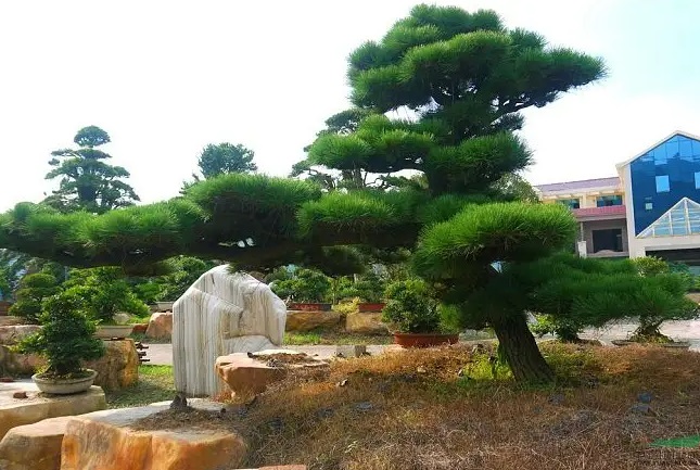 萊蕪造型黑松基地是怎樣提高造型黑松移栽成活率的？