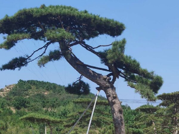 萊蕪造型油松造林選地很重要，撫育管理要記牢！