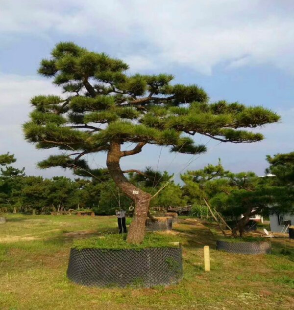 萊蕪造型黑松如何栽植才能生長良好？